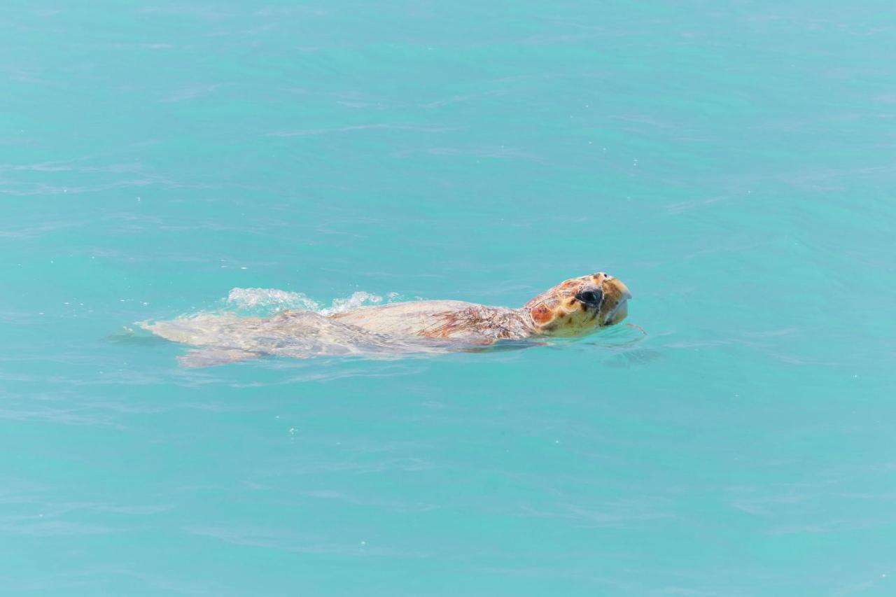Rac Monkey Mia Dolphin Resort Kültér fotó